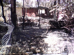 After the bushfire